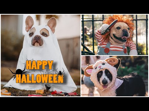 ძაღლების Halloween ნიუ იორკში | vlog